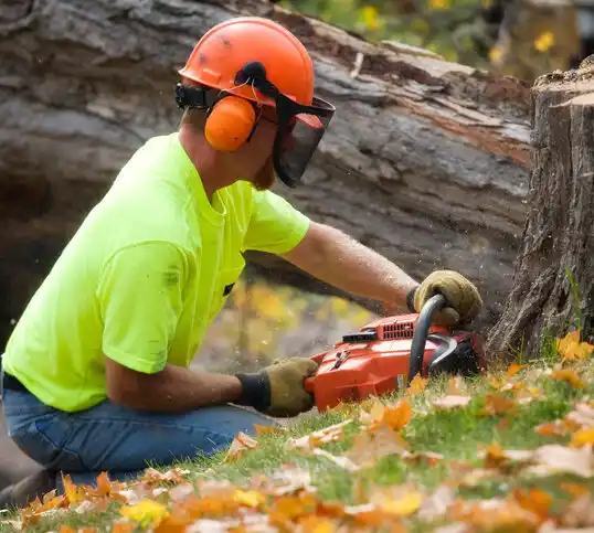 tree services Hazel Park